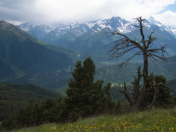istock Dry snag stands on the meadow 501339841