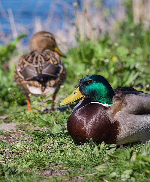 istock Male and female duck 501339885