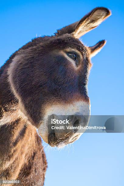 Donkey 가축에 대한 스톡 사진 및 기타 이미지 - 가축, 갈색, 귀여운