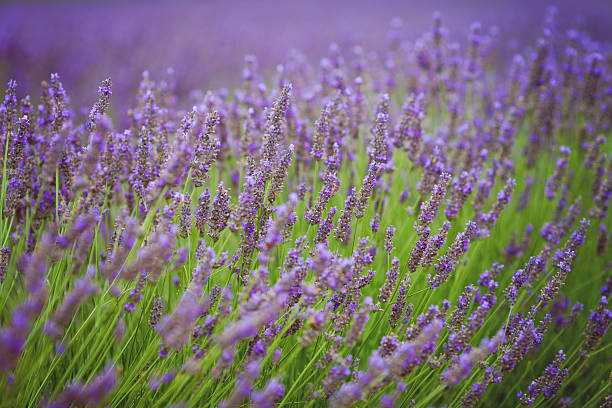 istock Lavender flower in a field 501340485