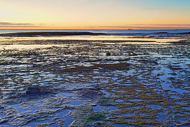 istock Beautiful Long Reef, NSW Australia just before sunrise 501340615