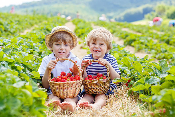 istock Two little sibling boys on strawberry farm in summer 501340718
