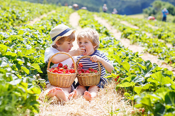 istock Two little sibling boys on strawberry farm in summer 501340782