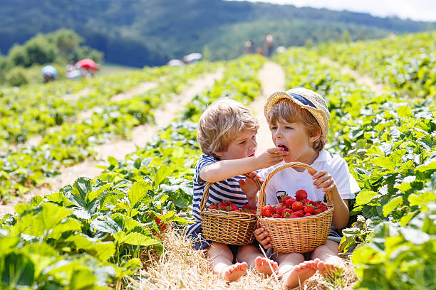istock Two little sibling boys on strawberry farm in summer 501340846