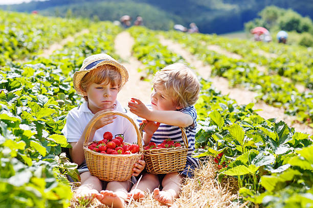 istock Two little sibling boys on strawberry farm in summer 501340892