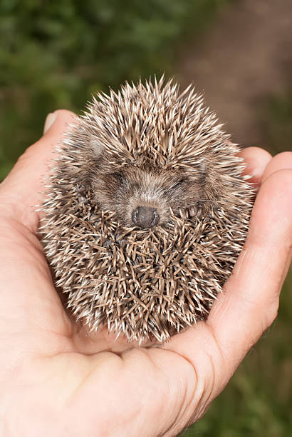 istock Little hedgehog holding into human hand 501340927