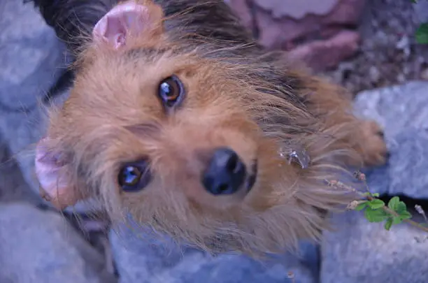 Photo of Close up of Dorkie Looking Directly at Camera.