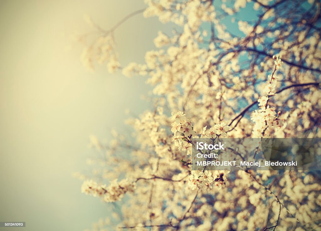 Vintage tree flower background photo of beautiful cherry tree. Vintage tree flower background photo of beautiful cherry tree. Antique style photo. Antique Stock Photo