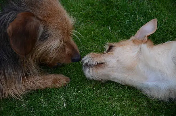 Photo of Dorkie and Terrier Resting on the Grass Facing Each Other