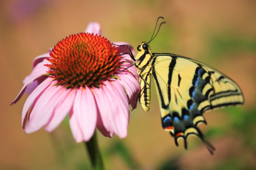 A Two-tailed Swallowtail Butterfly (Papilio multicaudata) alights on an Echinacea coneflower in a Utah garden. Taken with a full frame Canon 5D MkIII.