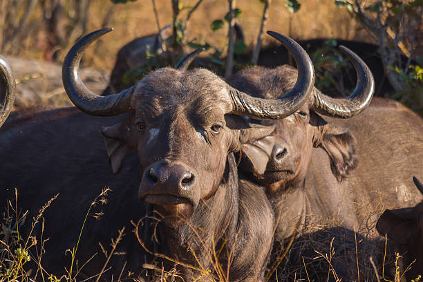 istock Adult buffalo portrait 2 501341589