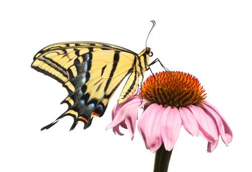 A Two-tailed Swallowtail Butterfly (Papilio multicaudata) alights on an Echinacea coneflower, isolated on a white background.