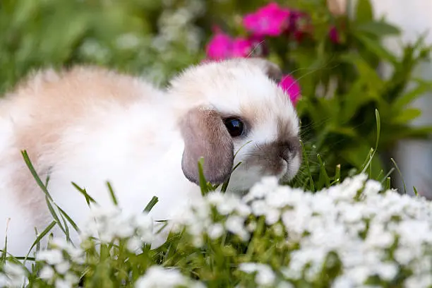 Photo of Baby Lop