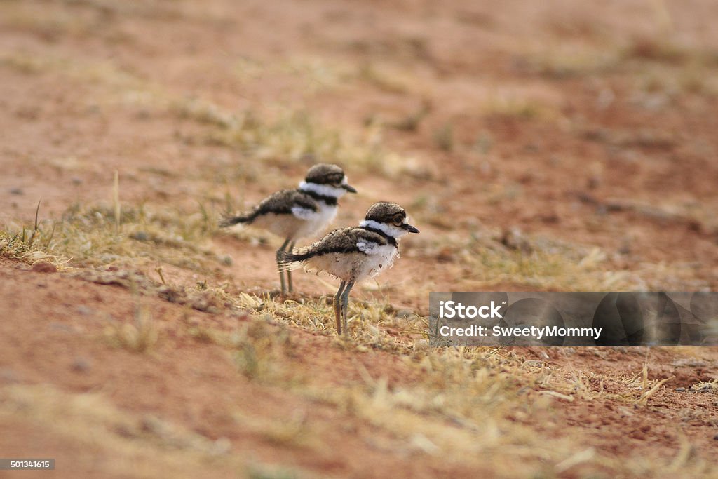 Keilschwanz-Regenpfeifer Chicks - Lizenzfrei Arizona Stock-Foto