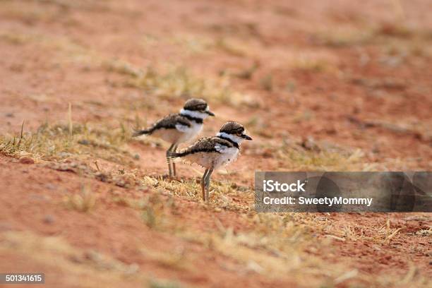 Keilschwanzregenpfeifer Chicks Stockfoto und mehr Bilder von Arizona - Arizona, Fotografie, Horizontal