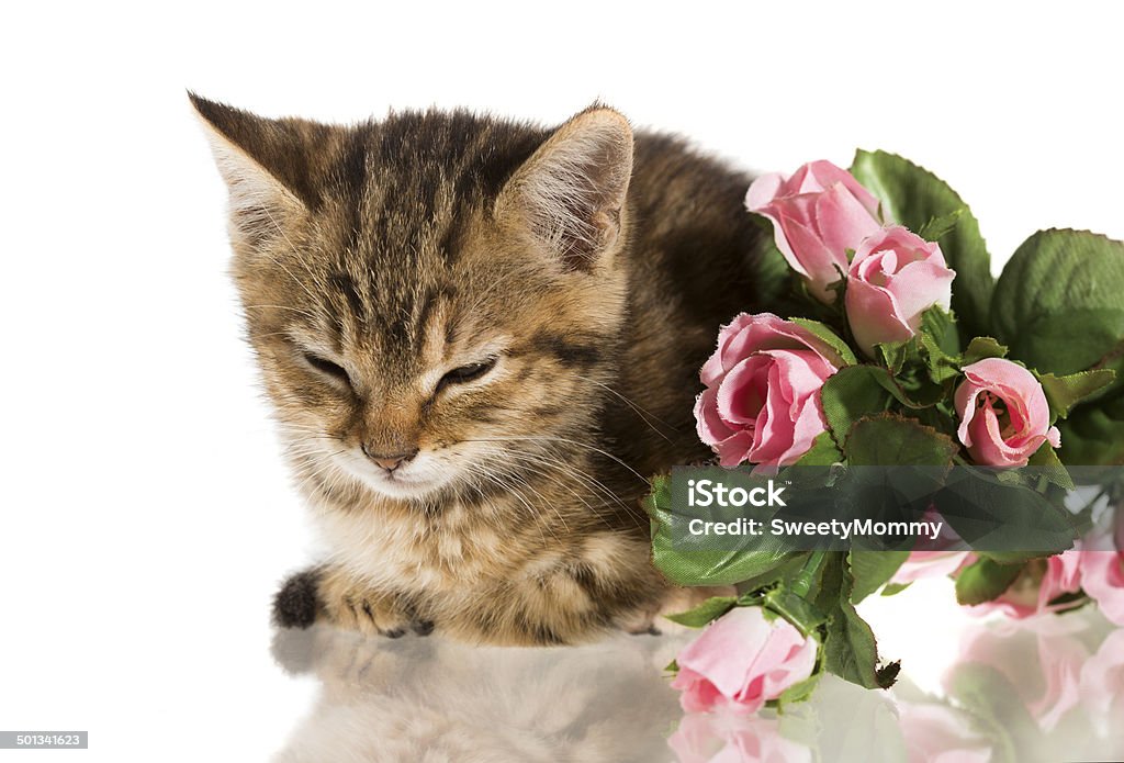 Filhote de Gato & rosas - Royalty-free Animal Foto de stock