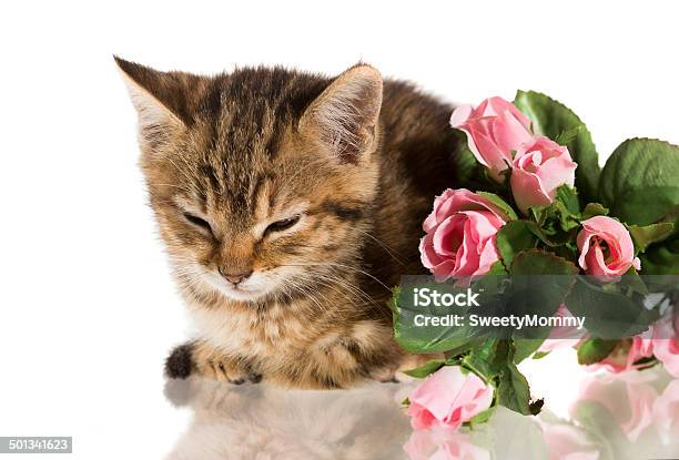 Filhote De Gato Rosas - Fotografias de stock e mais imagens de Animal - Animal, Animal de Estimação, Cansado