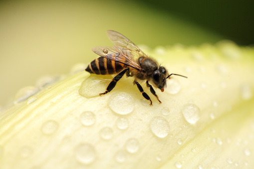Honey bee on white flower with water drops 