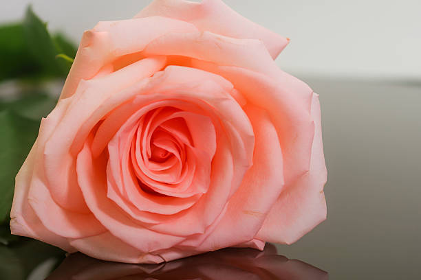 istock Large bud of fresh pink rose 501343172