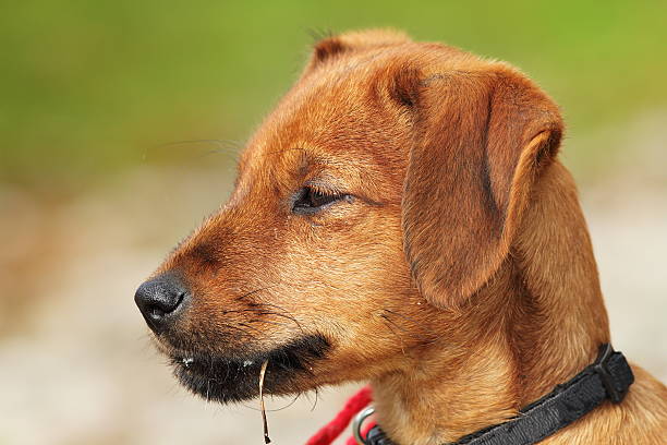 istock vizsla puppy portrait 501354308