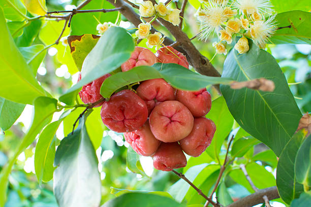 Syzygium jambos wax apples on tree Cluster of ripe red Syzygium jambos wax apples growing on tree in Brazil syzygium jambos stock pictures, royalty-free photos & images