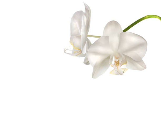 istock Beautiful white orchid flowers 501355424