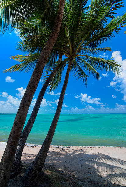 Tropical beach with three coconut palms Beautiful sunny beach with three coconut palms and calm turquoise water in Brazil's northeast coast maceio photos stock pictures, royalty-free photos & images