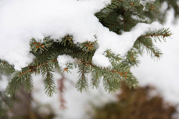 istock Branches of pine trees in winter 501356400