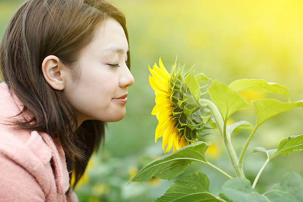 istock Asian woman Smelling Sunflowers 501356530