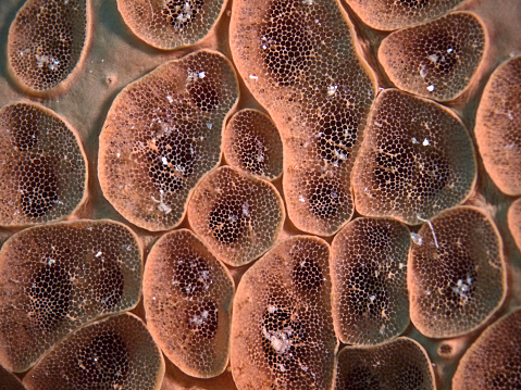 Underwater close up photography of a crater sponge in the mediterranean sea.