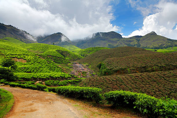 istock Green tea plantations in Munnar 501357348