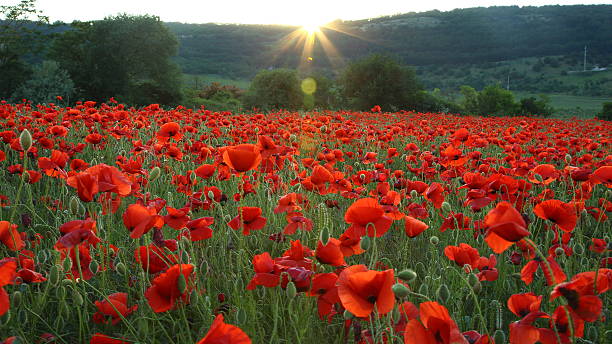istock Field of red poppies at sunset 501358036