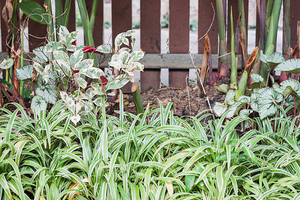 istock Green plant decorated in home garden 501358340