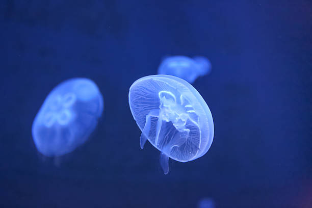 istock jellyfish in the aquarium 501358592