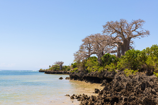 Wild costa africana con cliffs y árboles de baobab photo