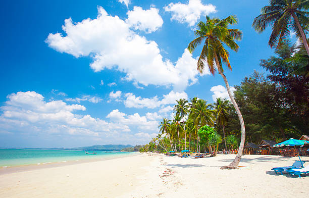 istock tropical beach with coconut palm 501359382