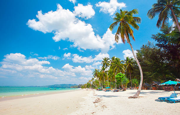 istock tropical beach with coconut palm 501359476