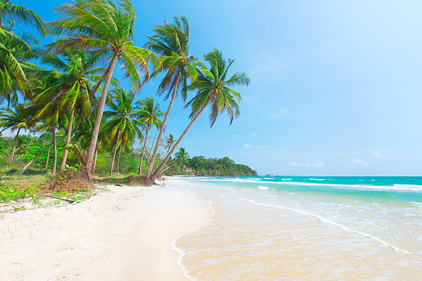 istock tropical beach with coconut palm 501359712