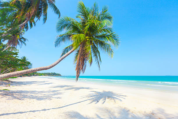 istock tropical beach with coconut palm 501359866