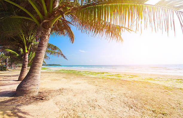 istock beach with coconut palm and sea 501359930