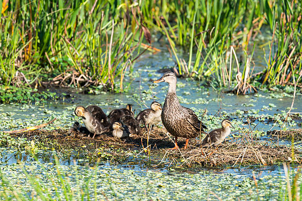 duck with babies - gevlekte eend stockfoto's en -beelden