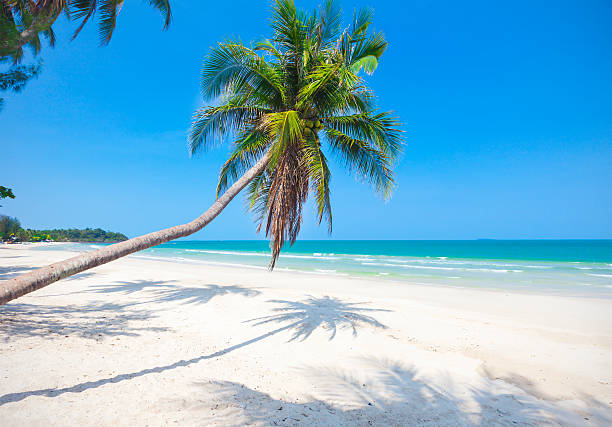 istock tropical beach with coconut palm 501360338