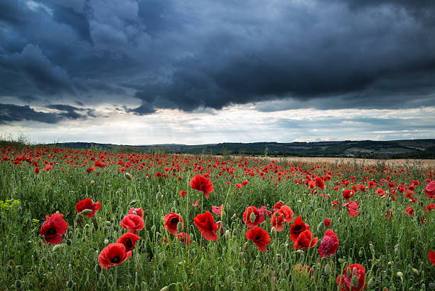 istock Stunning poppy field landscape in Summer sunset light 501360403