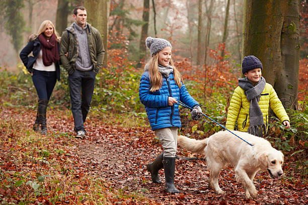 família caminhada através da floresta de inverno cão - dog walking retriever golden retriever imagens e fotografias de stock