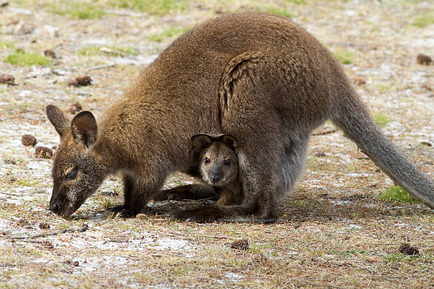 bennetts wallaby i joey. - wallaby kangaroo joey tasmania zdjęcia i obrazy z banku zdjęć