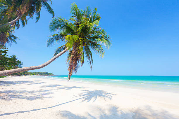 istock beach with coconut palm and sea 501360622