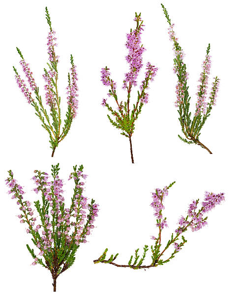 set of five pink blossoming heather branches set of heather with light pink flowers isolated on white background heather stock pictures, royalty-free photos & images