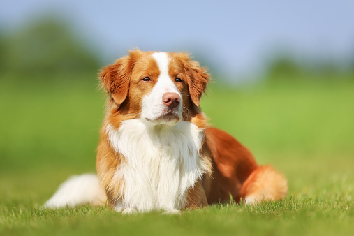 Purebred brown and white Nova Scotia Duck Tolling Retriever.