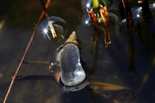a water snail in a pond