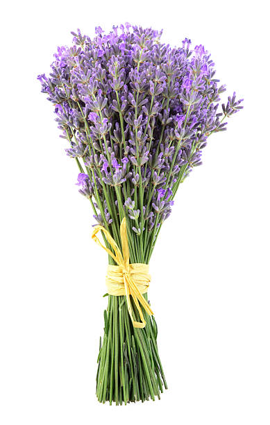 istock Bunch of lavender flowers on a white background 501362310